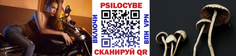 продажа наркотиков  Энгельс  Галлюциногенные грибы Psilocybine cubensis 