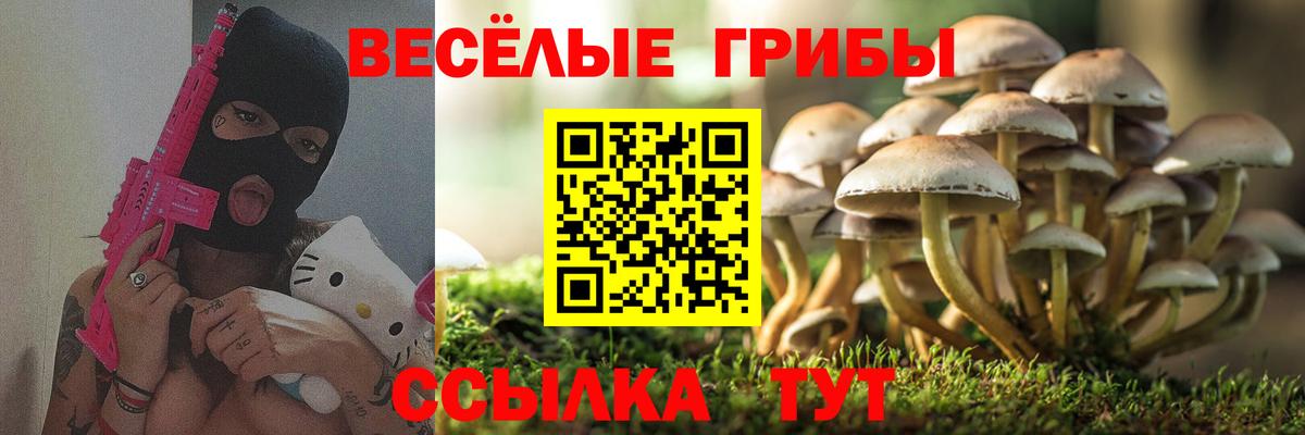 Энгельс  Псилоцибиновые грибы прущие грибы  Вход с VPN 